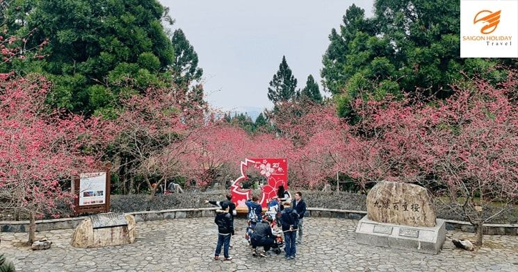 Hình ảnh tour Tour Đài Loan 4N3D tháng 2 - Ngắm Hoa Anh đào 1+1