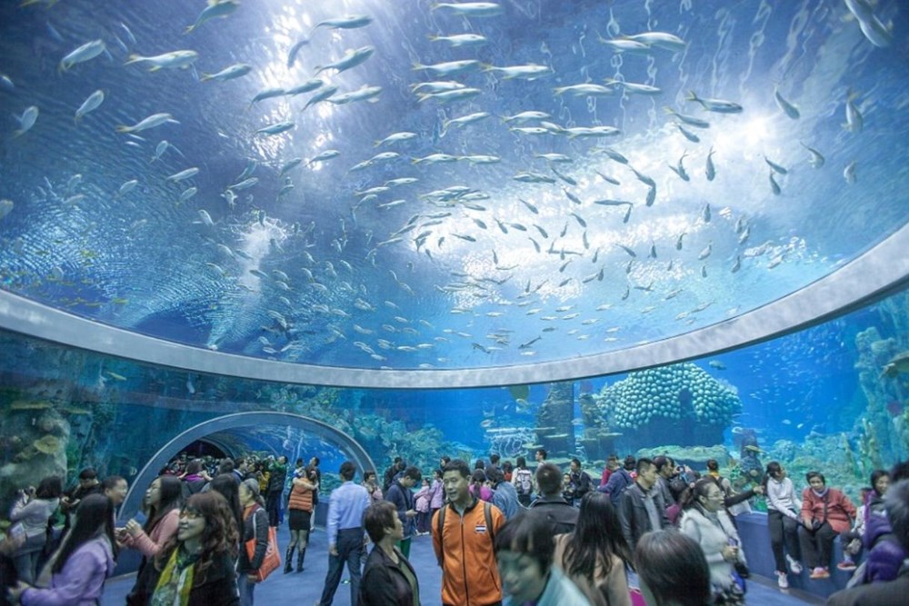 THỦY CUNG LỚN NHẤT THẾ GIỚI – S.E.A AQUARIUM