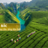 Nho quế, đồi chè