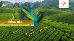 Nho quế, đồi chè