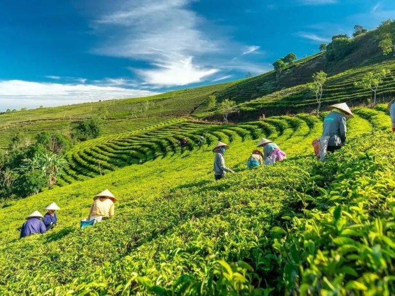ĐỒI CHÈ HÀM YÊN