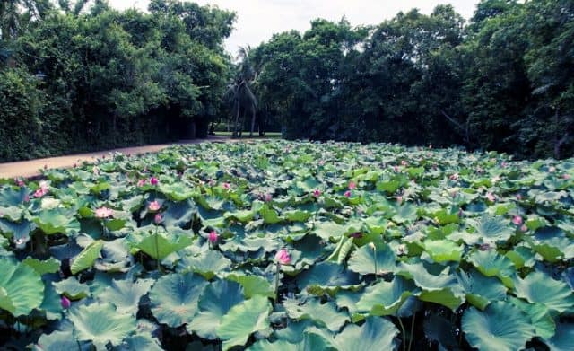 Ghé thăm quê nội làng Sen và quê ngoại làng Chùa tại Khu di tích Kim Liên, lòng ta lại bồi hồi xúc động trước những kỷ vật đơn sơ, mộc mạc đã nuôi dưỡng nên một nhân cách lớn, một người con anh hùng của dân tộc.