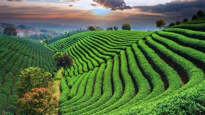 TRẢI NGHIỆM HÁN PHỤC TẠI VƯỜN TRÀ LONG TỈNH
