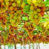 Những vườn nho xanh mát trĩu quả tại Ninh Thuận tạo nên khung cảnh bình yên và đầy sức sống, là điểm check-in hấp dẫn mang đậm nét đặc trưng của vùng đất nắng gió miền Trung.