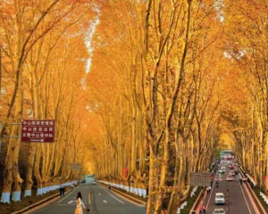 Đại lộ Nam Kinh là con phố thương mại sầm uất và biểu tượng du lịch nổi tiếng tại trung tâm Thượng Hải, Trung Quốc.