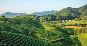 Trà Long Tỉnh Hàng Châu là loại trà thượng hạng trứ danh Trung Hoa, mang hương thơm thanh khiết làm say lòng mọi du khách.