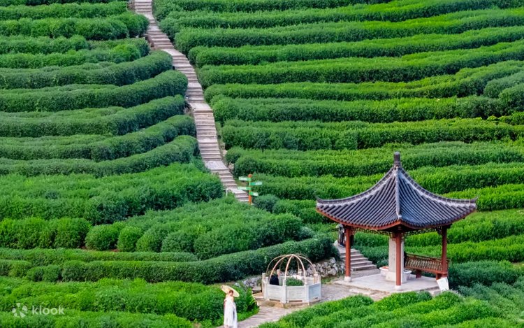 Trà Long Tỉnh, hay còn gọi là "trà giếng rồng", là một trong những loại trà xanh danh tiếng và lâu đời nhất của Trung Quốc