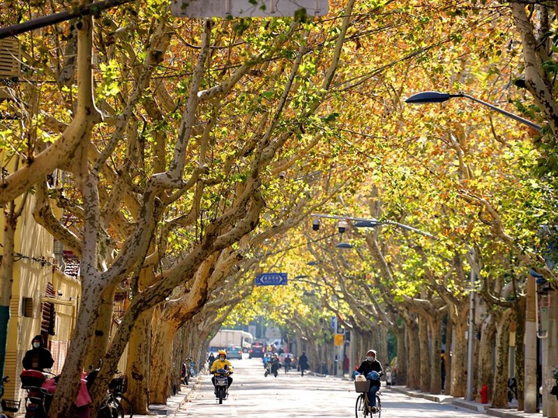 CÁC MÙA NÊN ĐI Ở THƯỢNG HẢI