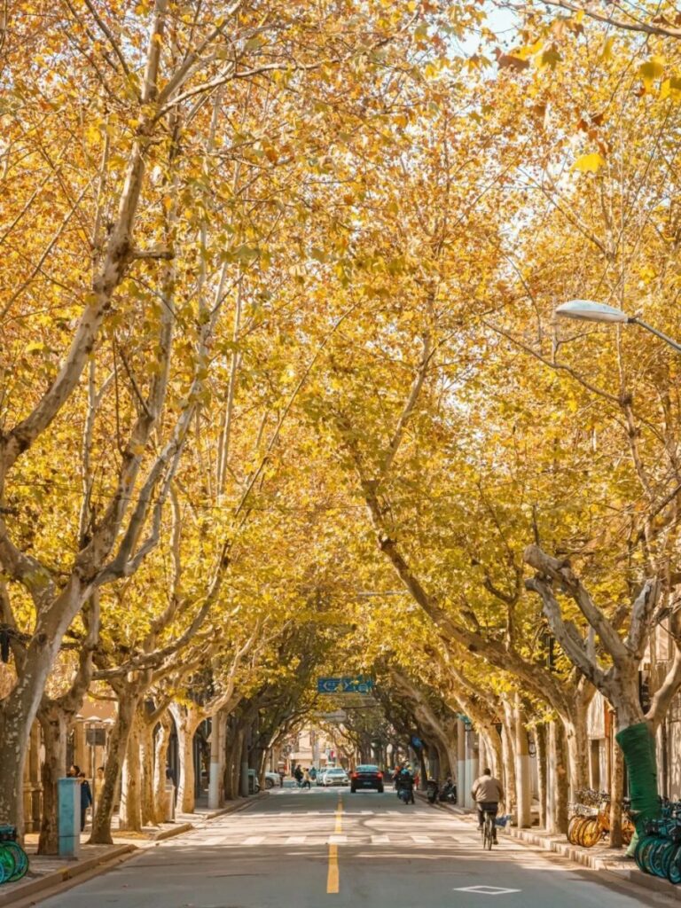 Con đường Wukang Road vào mùa thu với hàng cây ngân hạnh nhuộm vàng, những biệt thự cổ mang kiến trúc Pháp và khung cảnh lãng mạn đặc trưng của mùa thu Thượng Hải. Đây là một trong những địa điểm check-in nổi tiếng và được yêu thích nhất khi du lịch Thượng Hải mùa thu
