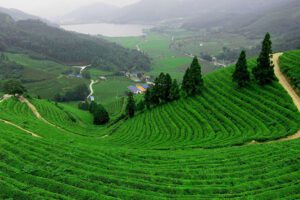 Vườn trà Long Tỉnh Hàng Châu Trung Quốc tại làng trà long tỉnh hàng châu nơi du khách ghé thăm đồi trà Long Tỉnh và trải nghiệm hái trà Long Tỉnh