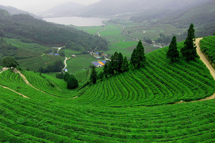 Vườn trà Long Tỉnh Hàng Châu Trung Quốc tại làng trà long tỉnh hàng châu nơi du khách ghé thăm đồi trà Long Tỉnh và trải nghiệm hái trà Long Tỉnh