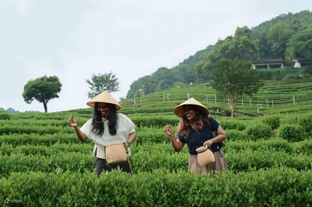 Đăng ký ngay trải nghiệm hái trà Long Tỉnh độc đáo năm 2026! Khám phá vườn trà Long Tỉnh Hàng Châu Trung Quốc có gì đẹp và mẹo đi tour Thượng Hải mua gì làm quà.