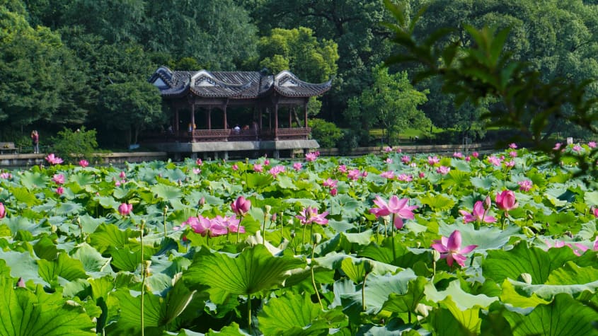 Khám phá hương sen ngào ngạt và tìm kiếm thời điểm đẹp nhất để đi Tây Hồ trong năm. Bài viết giúp định vị danh thắng Tây Hồ nằm ở đâu, chia sẻ kinh nghiệm thưởng thức ẩm thực Tây Hồ Hàng Châu và lịch trình tour du lịch Hàng Châu Tô Châu tối ưu nhất.