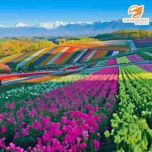Du lịch Nhật Bản mùa nào đẹp nhất - Cánh đồng hoa rực rỡ mùa hè tại Hokkaido