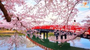Nhật Bản tháng nào có hoa anh đào - Hoa anh đào công viên Hirosaki, Aomori