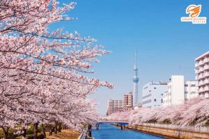 Nhật Bản tháng nào có hoa anh đào - Hoa anh đào tại Tokyo Skytree