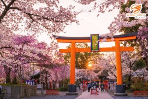 Nhật Bản tháng nào có hoa anh đào - Hoa anh đào nở rộ tại Kyoto