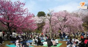 Nhật Bản tháng nào có hoa anh đào - Lễ hội Hanami ngắm hoa truyền thống