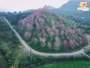 Mộc Châu mùa hoa - Đồi hoa đào hồng rực trên cao nguyên