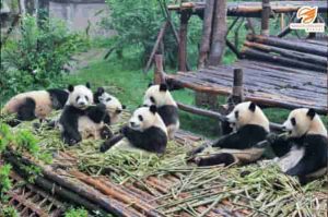 48 giờ ở Thành Đô - Gấu trúc tại trung tâm bảo tồn